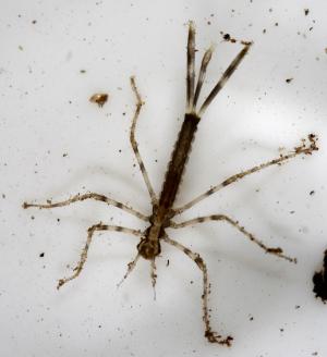 Larve der gebänderten Prachtlibelle